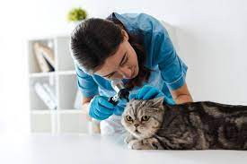 Animal care hospital, lewisburg, pa. Animal Care Hospital Home Facebook