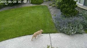 No matter how hard you try to deter cats from your yard, the reality is that they will always be there. How To Keep Cats Off Your Lawn With Deep Learning Nvidia Blog
