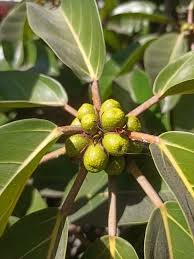 Image result for Ficus lutea