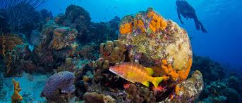 Bonaire Divers Paradise Diving Bonaire Official Tourism Site