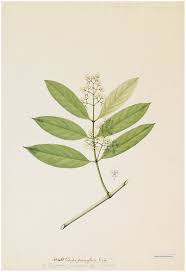 Image result for Motandra paniculata
