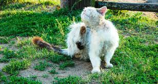 It works best on bare ground, gravel. The Complete Guide To Using Diatomaceous Earth For Fleas