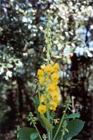Image result for Crotalaria reptans