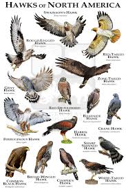 Backyard Birds Of North America Poster Hawks Of North America Poster Print Field Guide Etsy Backyard Birds Watching Backyard Birds Pet Birds