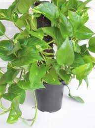 If there are no leaves at all on that particular vine, cut the whole thing off. How To Care For A Pothos Plant The Perfect Houseplant For Gardening Beginners Natalie Linda