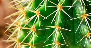 How To Grow And Care For Saguaro Cactus Lovethegarden