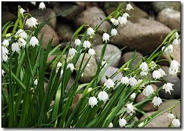 Free shipping on eligible orders. Leucojum Summer Snowflakes White Small Flowers Leucojum Bulbs Jumbo Flowers Bulb Flowers White Bell Flowers Flower Bulbs For Sale