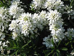 Il colore bianco è elegante, sta bene con tutto e simboleggia la pace, la calma, la purezza, l'innocenza e rappresenta sentimenti spontanei. Iberis Sempervirens Una Pianta Coraggiosa E Semplice Da Coltivare
