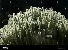 Image result for Phylica emirnensis