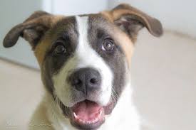 Would You Know If Your Dog Had A Stroke Dogs Dog Health Your Dog
