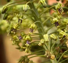 Image result for Ledebouria Unidentified sp. no5.