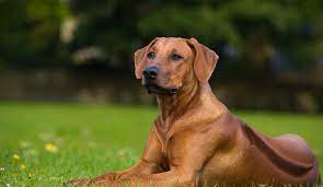 They have good temperaments and i am offering a health. Rhodesian Ridgeback Information Insurance Guide Petinsurance Com Au