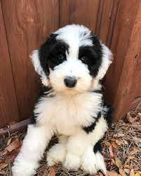 Walter The Sheepadoodle Sheepadoodle Oes Poodle Puppy Cute Dogs Sheepadoodle Puppy Sheepadoodle