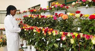 Check spelling or type a new query. Roses Farming In Kenya Farmlink Kenya