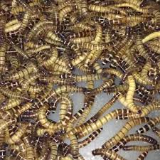 2,836 likes · 1 talking about this · 314 were here. Tucsons Exotic Pet Shop Home Facebook