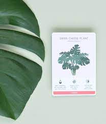 Houseplant Care Cards House Plant Care Easy Care Houseplants House Plants