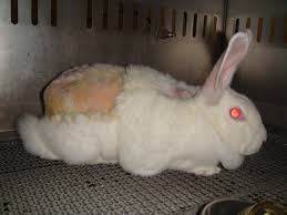 Are removed from an animal and can be kept outside the body, in suitable growth medium, for few days to several. Answers To Common Arguments For Animal Testing Peta