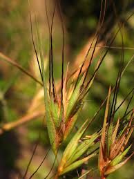 Image result for Themeda triandra