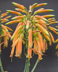 Image result for Aloe mzimbana