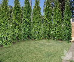 This Lilly Pilly Is An Alternative To The Narrow Growing Pinnacle Due To Its D Alternative Due Growing Lilly Narr Landscaping Trees Hedges Hedge Trees