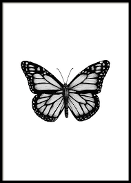 Butterfly Drawing Poster Monarch Butterfly Tattoo Butterfly Drawing Butterfly Black And White