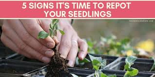 We did not find results for: 5 Signs It S Time To Repot Your Seedlings You Should Grow