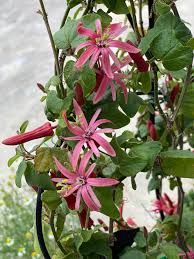 Image result for Passiflora sanguinolenta