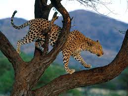Leopard Climbing Tree Wallpapers Free Hd Wallpaper Download Animals Leopard Wallpaper Animals Beautiful