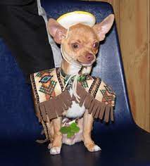 Long haired chihuahuas are smoother to touch and actually shed less hair than their shorter haired counterparts. Facts About Chihuahua Shedding The Dogington Post