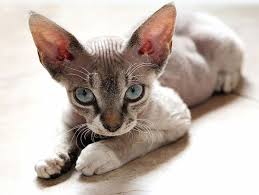 Devon Rex Chaton Recherche Google Photo Animaux Animaux Mignons