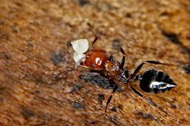 Image result for Schizostephanus alatus