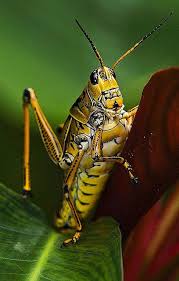 Lubber Grasshopper Insects Cool Insects Bugs And Insects