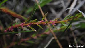 Image result for Laurembergia tetrandra