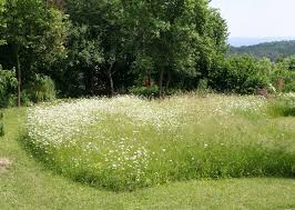 In unserem ratgeber finden sie viele tipps und praxiserprobte ratschläge für eine blühende sommerwiese. Blumenwiese Im Hausgarten