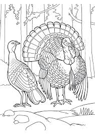 Coloring Page Turkey Coloring Pages Bird Coloring Pages Animal Coloring Pages