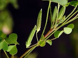 Image result for Oxalidaceae