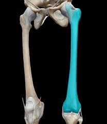 One is the ulna, and the other is the radius. 3d Skeletal System 5 Cool Facts About The Femur
