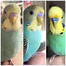 How to care for your budgie parakeet: A Little Budgie Told Me 3 Boy Or Girl