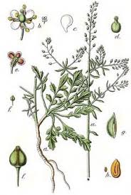 Image result for Lepidium
