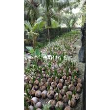 Ketinggian pokok matag boleh mencapai 15 meter. Buy Biji Benih Kelapa Matag Gold Green Orange Seetracker Malaysia