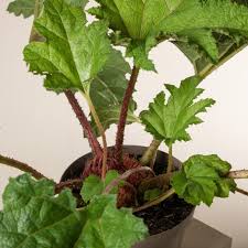 Image result for Gunnera