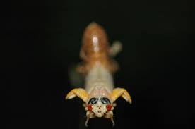 Then again, there are terrestrial crabs in certain coastal areas (gigantic coconut crabs are prime nightmare fuel), but most of us don't have to worry about. Everything You Need To Know About The Brood X Cicadas In 2021