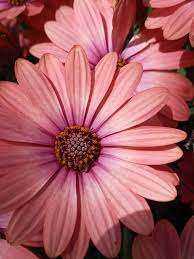 Image result for Osteospermum barberiae