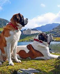 Bernard's focus is to help our employees and our customers realize their full potential. Have A Great Time In The Pays Du St Bernard All Year Round