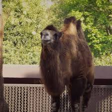 Someone who is less efficient at using their available stocks of oxygen may. Save A Camel Home Facebook