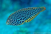 Presently found only from new caledonia to the southern great barrier reef and new south wales (australia). Macropharyngodon Meleagris Wikipedia