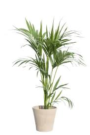 Image result for Dracaenaceae