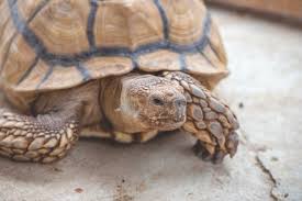 Image result for Grewia sulcata