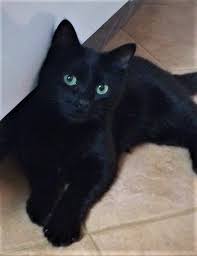 Stinger Cats Cute Cats And Kittens Black Cat