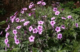 Image result for Geranium mlanjense